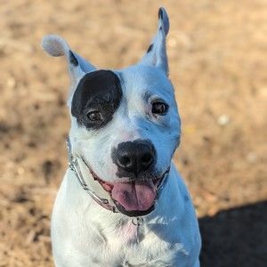 Meet your Posher, Rhea